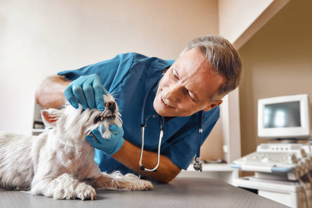 Best 24-Hour Emergency Dental Care in Sandoval, IL